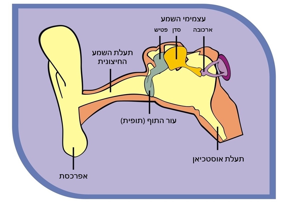 נוזלים באוזניים - מבנה האוזן